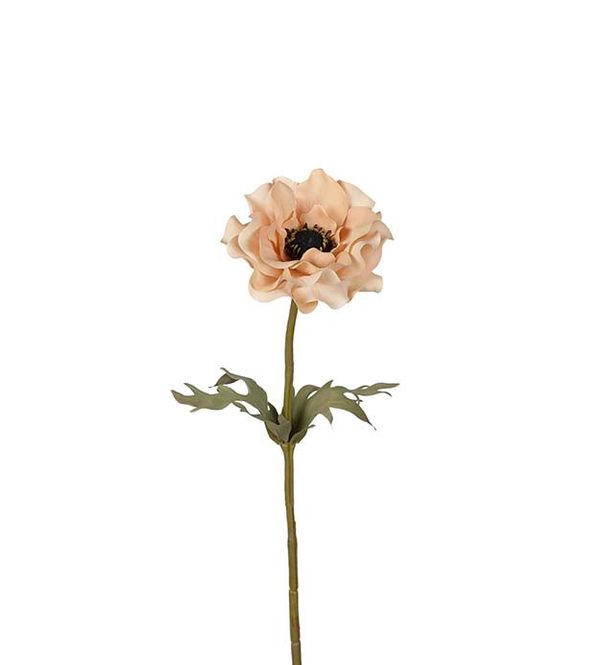 Hovedbilde Anemone 50 cm