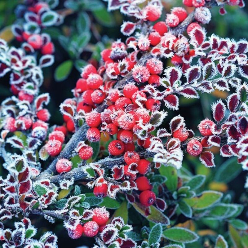 Frozen Berries serviett - Lunsj 