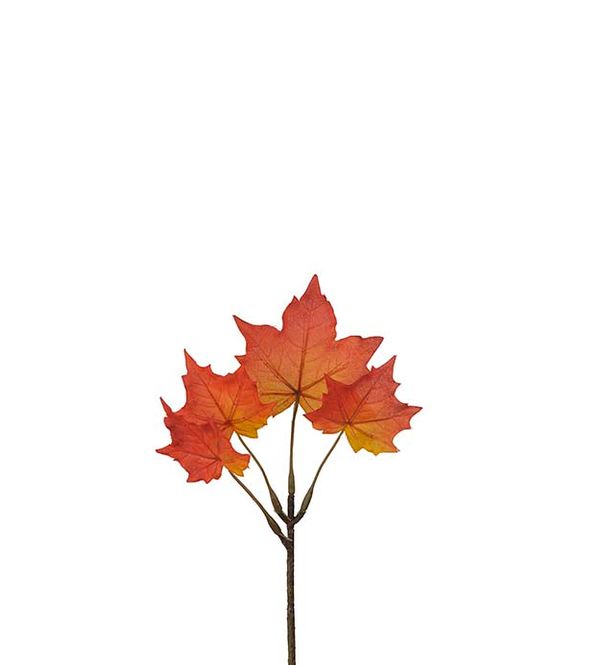 Hovedbilde Lønn gul/orange 20 cm 