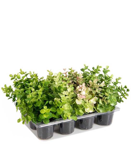 Hovedbilde Eucalyptus 14 cm