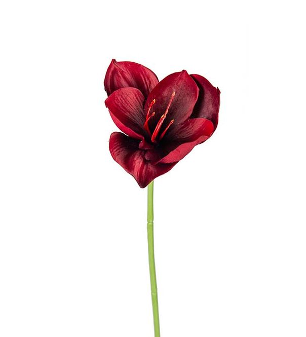 Hovedbilde Amaryllis, 40 cm