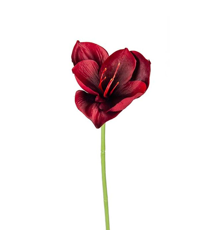 Amaryllis, 40 cm
